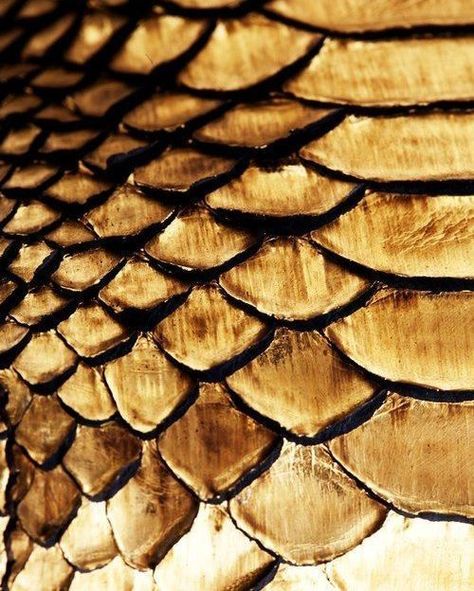 Gold Snake Skin Hawke Dragon Age, Breathing Fire, Golden Snake, Warrior Cat Oc, Nature Inspired Decor, Gold Dragon, Gold Aesthetic, Dragon Wings, Wings Of Fire