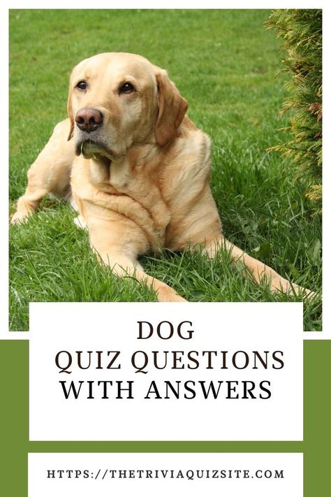 dog trivia
quiz Dog Trivia, Dog Trivia Questions And Answers, Horse Trivia Questions, Animal Trivia Questions And Answers, What Animal Am I Quiz, Dog Quiz, Pub Quizzes, Trivia Questions For Kids, Animal Hunting