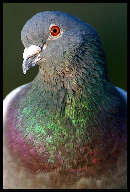 Pigeon Eyes, Rock Pigeon, Racing Pigeon Lofts, Pet Pigeon, Flock Of Pigeons, Cute Pigeon, Pigeon Pictures, Pigeon Loft, Wood Pigeon