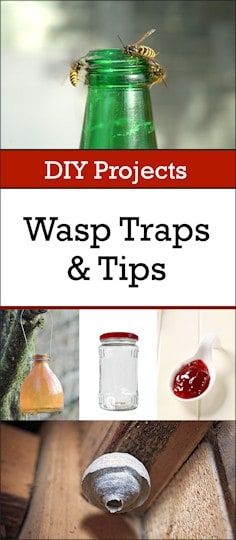 Wasp Traps Diy How To Make, Wasp Trap Bait, Wasp Trap Diy, Killing Fruit Flies, Homemade Wasp Trap, Wood Wasp, Wasp Catcher, Getting Rid Of Bees, Red Wasps