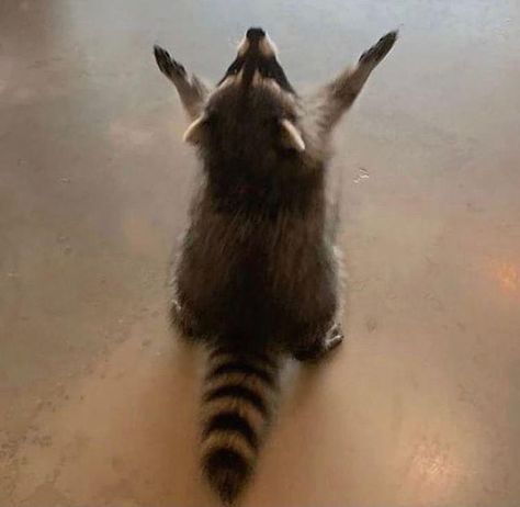 Pet Raccoon, Cute Raccoon, Funny Animal Photos, Raccoon Funny, Trash Panda, Silly Animals, Online Group, Cute Wild Animals, Racoon