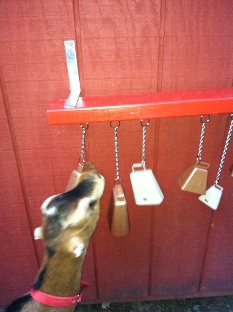 From another pinner: ''Playing with his homemade cow bell toys' Toys For Goats, Goat Playground, Goat Ideas, Goat Toys, Keeping Goats, Goat Shelter, Goat Pen, Pygmy Goats, Mini Goats