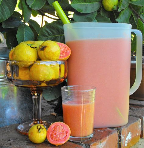 How To Make Guava Juice, Pink Guava Tree, Guava Nectar Recipes, Fresh Guava Recipes, Guava Juice Recipe, Guava Water, Guava Drink, Guava Nectar, Guava Recipes