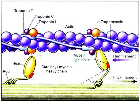 Sarcomere Left Ventricular Hypertrophy, Muscle Study, Anaerobic Respiration, Chemistry Education, Skeletal System, Human Anatomy And Physiology, Light Chain, Medical Knowledge, Anatomy And Physiology