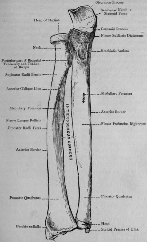 Radius And Ulna Tattoo, Ulna Tattoo, Bone Structure Drawing, Bone Markings Anatomy, Bone Structure Anatomy, Radius Bone, Ulna Bone Diagram, Radius And Ulna, Medical Aesthetics