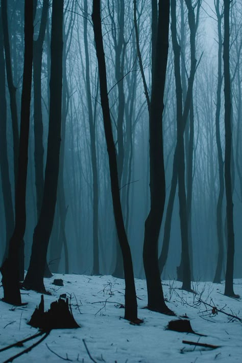 숲 사진, Dark Naturalism, Margaery Tyrell, Cersei Lannister, Arya Stark, Winter Scenery, Dark Photography, Winter Aesthetic, Dark Forest