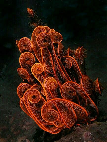 Feather Star, Creature Marine, Dark Water, Sea Plants, Deep Sea Creatures, Ocean Floor, Beautiful Sea Creatures, On The Ocean, Underwater Creatures