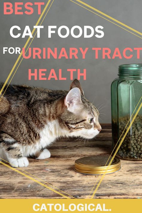 Don’t overlook how important urinary tract health is for your cat. The easiest way to promote their urinary health is through the food you give your feline friend! Use these reviews to find the perfect food that your cat will love. #BestCatFood #HealthyCatFood #CatCare #CatTips Diy Cat Food, Healthy Cat Food, Kitten Treats, Urinary Tract Health, Cat Toilet Training, Homemade Cat Food, Cat Tips, Cat Diet, Best Cat Food