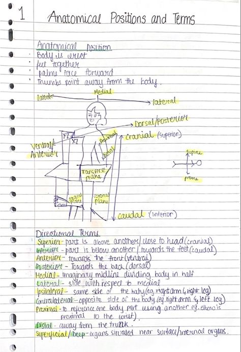 Anatomical Terminology Notes, Anatomical Position Anatomy Notes, Anatomical Terms Notes, Anatomical Terminology, Anatomical Planes, Anatomical Position, Physiology Notes, Vet Nursing, Anatomical Terms