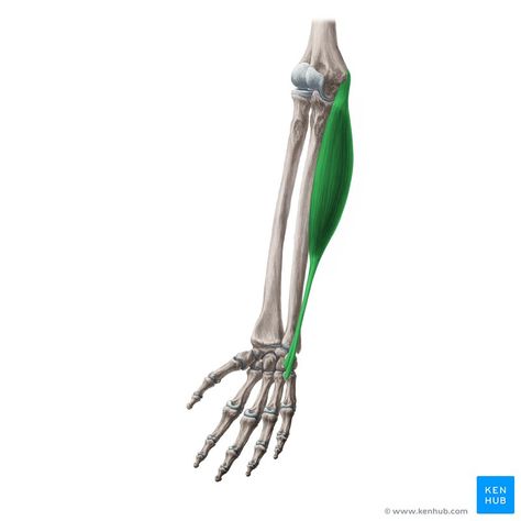 Flexor carpi ulnaris: Origin,insertion,innervation,action | Kenhub Regis University, Ulnar Nerve, Anatomy Sketches, Human Anatomy, Plexus Products, Muscles, Anatomy