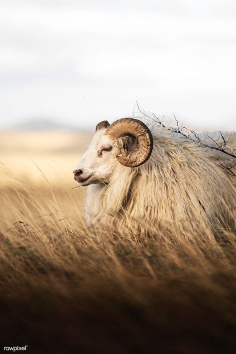 Northern European short-tailed sheep in Iceland | premium image by rawpixel.com / Jack Anstey Icelandic Sheep, Sheep Illustration, Iceland Winter, Free Horses, Highland Cattle, Animal Science, Sheep And Lamb, Image Ideas, Winter Animals