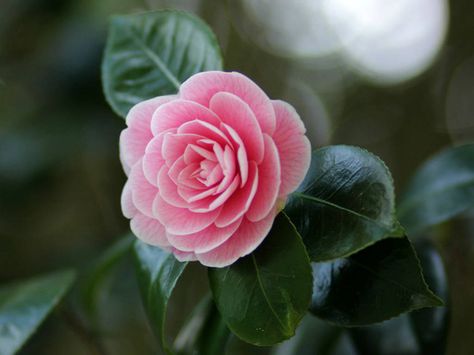 Camellia japonica – Japanese Camellia, Rose of Winter → Plant profile and more photos at: http://worldoffloweringplants.com/camellia-japonica-japanese-camellia-rose-winter/ Camellia Pink, Japanese Camellia, Rose Plant Care, Camellia Japonica, Winter Plants, Camellia Flower, Flower Names, Language Of Flowers, Japanese Flowers