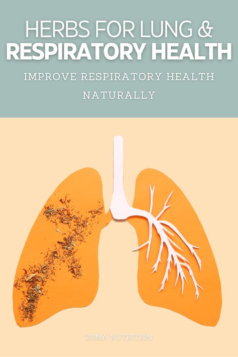 Benefits of Expectorant Herbs for Respiratory Health Expectorant Herbs, Elderberry Shrub, Natural Decongestant, Air Cleaning Plants, Chest Rub, Upper Respiratory Infection, Kidney Cleanse, Lungs Health, Perennial Herbs