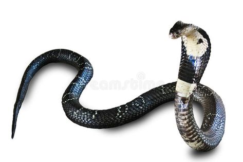 Cobra snake isolated on white back ground. Cobra snake most dangerous in the wor , #Affiliate, #isolated, #snake, #Cobra, #white, #world #ad Snake Picture, Snake Tail, Two Puppies, Cobra Snake, Money Design, Oc Board, Animals Images, Spirit Animal, Snakes