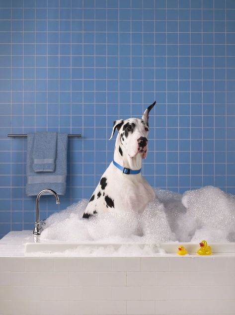 Pet Branding, Pet Brand, Dog Smells, Pet Hotel, Dog Photoshoot, Grooming Salon, Dog Wash, Dog Photograph, Pet Shampoo