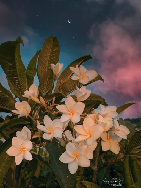 Floral Photography Nature, Plumeria Tree, Cool Backgrounds For Iphone, Plumeria Flowers, Alphabet Wallpaper, Trust In Him, Flowers Photography Wallpaper, Sunflower Wallpaper, Flower Iphone Wallpaper