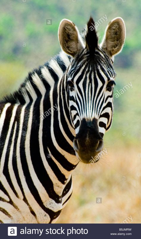 Download this stock image: Wild Zebra head profile close-up - South African Game Reserve - B5JMRW from Alamy's library of millions of high resolution stock photos, illustrations and vectors. Zebra Profile, Zebra Photography, Zebra Pictures, Head Profile, Zebra Head, Zebra Art, Wild Animals Pictures, Game Reserve, World Photography