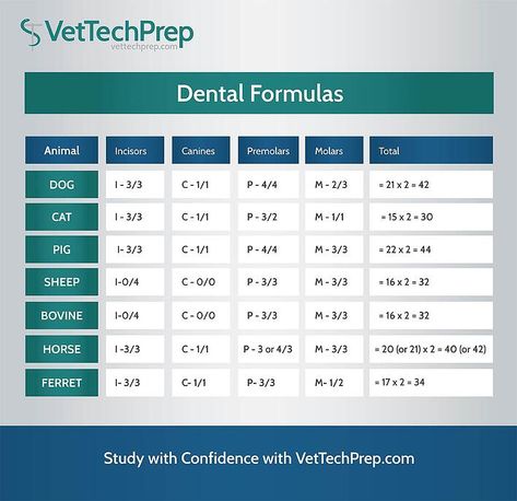 Vet Tech School Notes, Vet Tech Prep Power Pages, Vtne Prep Veterinary Technician, Vet Tech Cheat Sheet, Large Animal Vet Tech, Vet Tech Prep, Vet Dentistry, Vet Tech Notes, Vtne Study