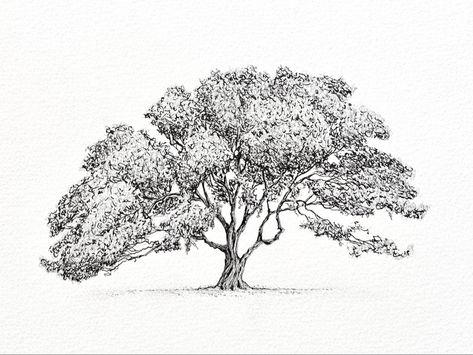 Black ink pen drawing of an oak tree. Detailed, fine line sketch. Tree Portrait artist MSillo White Oak Tree Drawing, Oak Trees Drawing, Oak Tree Drawing Sketch, Tree Ink Drawing, Oak Tree Drawings, Tree Line Drawing, Tree Portrait, Tree Drawing Simple, Exhibition Graphics