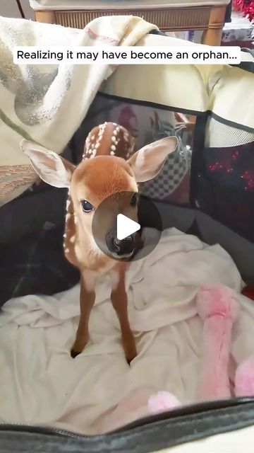 AnimalLove Stories on Instagram: "A kind family rescued a trapped fawn  #animallove #animalovers #animalrescue #animalsofinsta #rescue #rescuesofinstagram #fyp #fawn" Animal Rescue Video, Baby Animals Adorable, Funny Videos Of Animals, Cute Baby Animals Videos, Baby Animals Videos, Unlikely Animal Friends, Dog Rescue Stories, Animal Rescue Stories, Fawns Deer