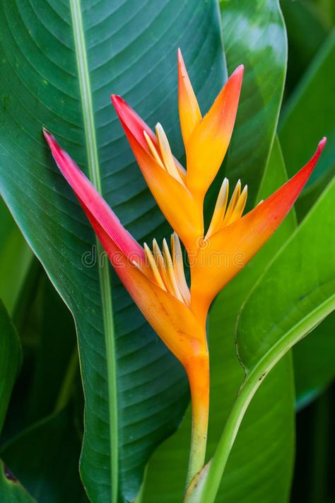 Tropic Flowers, Heliconia Flower, Bird Of Paradise Flower, Paradise Plant, Tropical Flower Plants, Birds Of Paradise Flower, Flowers Tropical, Flower Stock, Tropical Flower