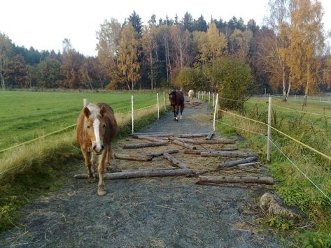 Paddock Paradise Ideas, Paddock Trail, Horse Farm Ideas, Horse Paddock, Paddock Paradise, Dream Horse Barns, Farm Layout, Horse Trail, Dream Barn