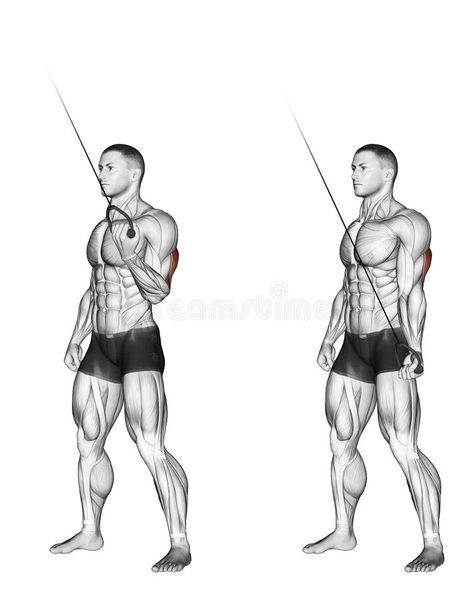 Exercising. Extension of one hand with the upper u royalty free illustration Cable Workout, Superhero Workout, Male Figure Drawing, Abs Workout Gym, Bodybuilders Men, Bodybuilder, Triceps Workout, Track Workout, Workout Regimen