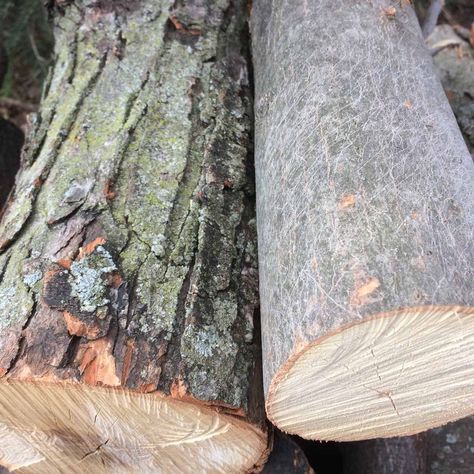 Bark Identification, Tree Bark Identification, Maple Tree Bark, How To Identify Trees, Identify Trees, Tree Leaf Identification, Identifying Trees, Leaf Identification, Small Trees For Garden