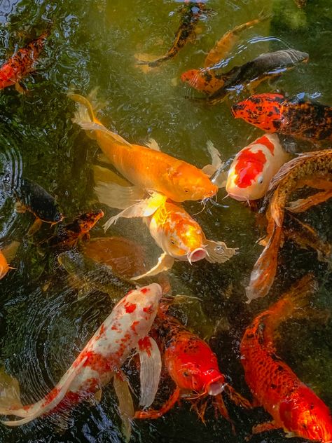 Koi Fish Aesthetic, Fish Aesthetic, Japan Core, Aesthetic Japan, A Pond, Koi Fish, Reference Photos, Koi, My Aesthetic