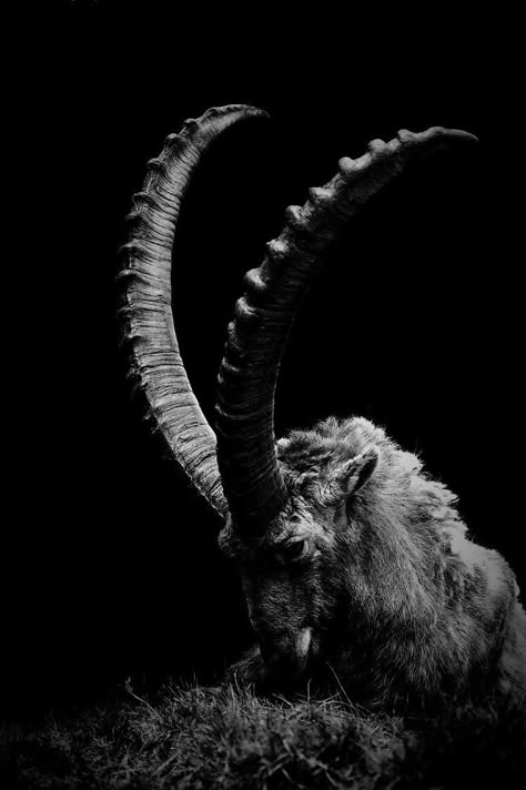 #capricorn Black Phillip, Capricorn Moon, 인물 사진, Halloween Wallpaper, An Animal, Dark Aesthetic, Dark Art, Animal Photography, Animals Wild