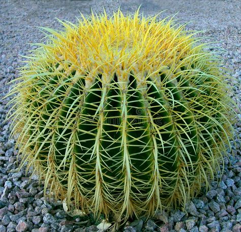 Cactus House, Plant Combos, Golden Barrel Cactus, Cactus House Plants, Small Yellow Flowers, Barrel Cactus, Small Nurseries, Volcanic Rock, Rock On