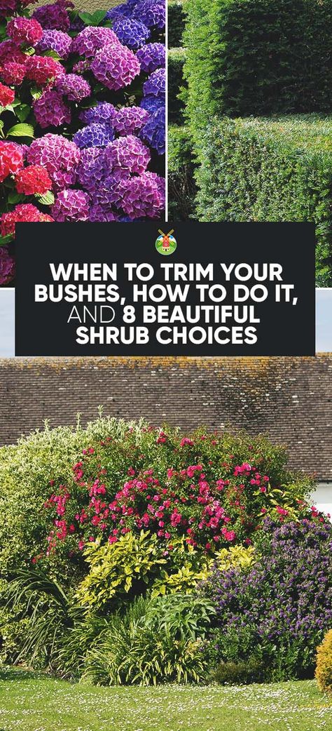 When to Trim Your Bushes and 6 Important Tips to Do It Right Trim Bushes, How To Trim Bushes, Garden Shrubs, Landscaping Supplies, Landscape Plans, Landscaping Tips, Front Yard Landscaping Design, Landscape Projects, Desert Landscaping