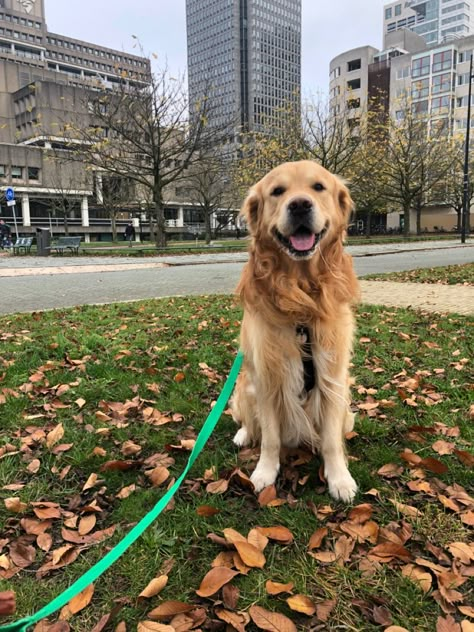 Walking Golden Retriever, Jamie Bennett, Dog City, Walking Dogs, Walking City, City Vibes, City Dog, Sunset City, City Vibe