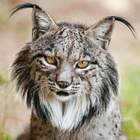 Lince Ibérico Lynx Cat Aesthetic, Cat Aesthetic Wallpaper, Lynx Cat, Iberian Lynx, Exotic Cats, Cat Aesthetic, Large Cats, Cat Wallpaper, Animal Planet