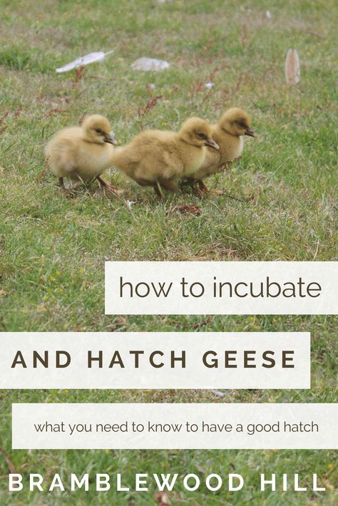 Backyard Geese, Raising Geese, Sebastopol Geese, Geese Breeds, Ranch Plans, Happy Chickens, Chickens And Ducks, Goose Eggs, Chicken Incubator