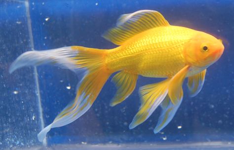 Common Goldfish, Comet Goldfish, Goldfish Types, Pet Goldfish, Goldfish Tank, Goldfish Pond, Yellow Fish, Fish Ponds, Pet Fish