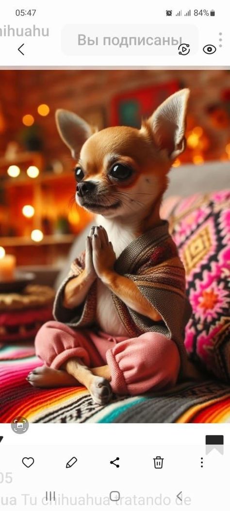 Crazy Chihuahua, Funny Chihuahua Pictures, Teacup Chihuahua Puppies, Chihuahua Mom, Chihuahua Funny, Cute Chihuahua, Chihuahua Lover, Chihuahua Love, Monkeys Funny