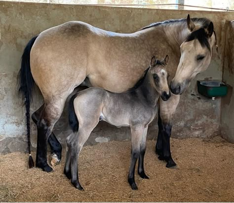 Unusual Horse, Mare And Foal, Horse Reference, Rodeo Horses, Big Horses, Horse Coats, Most Beautiful Horses, Baby Horses, Horses And Dogs