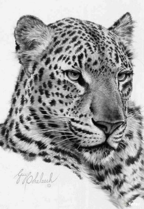 Leopard Drawing, Big Cat Tattoo, Leopard Tattoos, Pencil Drawings Of Animals, Leopard Art, Living Place, Big Cats Art, Exotic Cats, White Drawing