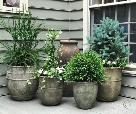 Steph Green | Container Garden Expert | It’s your turn! I’ve been sharing lots of demos and guidance, so let’s mix things up and see who out there can name some of the plants in… | Instagram Fat Albert Blue Spruce, Evergreen Container, Japanese Snake, Alberta Spruce, Hinoki Cypress, Container Garden Design, Garden Centers, Small Shrubs, Blue Spruce