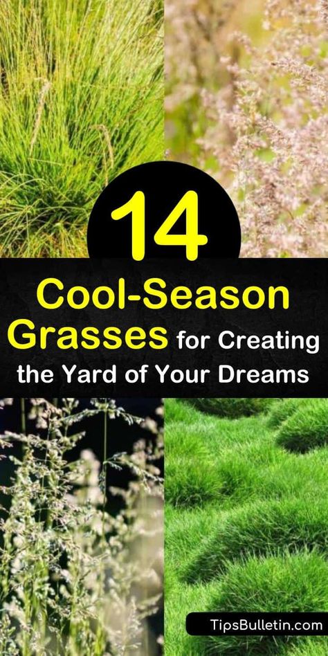 Boost your home’s curb appeal by forgetting about warm-season grasses and planting fine fescue and perennial ryegrass instead. This list of cool-season grasses have a root system that makes planting grass seed, mowing, and lawn care more manageable in the United States. #cool #season #grasses Grass That Grows In Shade, Northwind Switch Grass Landscaping, Planting Grass Seed Fall, Planting Grass Seed In Spring, Best Time To Plant Grass Seed, Tall Fescue Grass, Planting Grass Seed, Zoysia Grass, Fall Flowers Garden