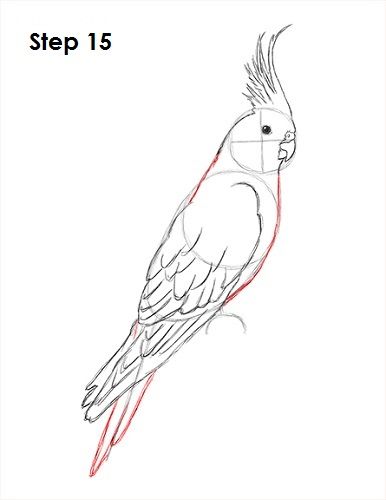 Cockatiel Bird 15 Drawing Parrot, Parotts Bird Drawing, How To Draw Birds, How To Draw Cockatiel, Cockatiel Drawing, How To Draw A Bird, Parrot Drawing Tutorial, Cockatiel Art Cute, Cockatiel Drawing Cute