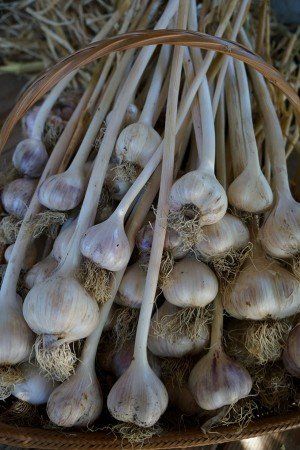 4 fabulous ways to harvest homegrown garlic | Garden Making Garlic Garden, Healthiest Foods, Garlic, Stuffed Mushrooms, Healthy Recipes