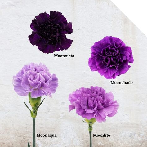 Floral Design Inspiration, Carnation Plants, Carnation Tattoo, Purple Carnations, Carnation Bouquet, Birth Flower Tattoos, Purple Wedding Flowers, Carnation Flower, Flower Therapy