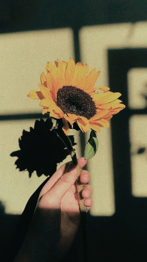 Dark Sunflower Aesthetic, Sunshine Boy Aesthetic, Holding Sunflower, Aesthetic Paper, Oc Aesthetic, Hand Reference, Man Wallpaper, Aesthetic Iphone, Aesthetic Iphone Wallpaper