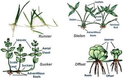 Plant Morphology, Plant Anatomy, Plant Adaptations, Biology Plants, Fashion Design Sketchbook, Design Sketchbook, Propagating Plants, Adaptation, Ipa