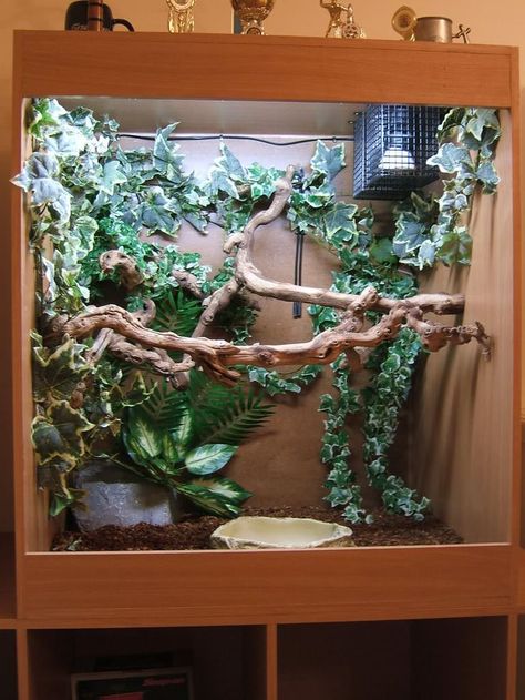 Not a big fan of the vines, but I do love the wood perches! gorgeous and perfect natural perch for green tree pythons. Green Tree Boa, Boa Enclosure, Emerald Green Tree, Crested Gecko Vivarium, Crested Gecko Habitat, Chameleon Enclosure, Iguana Cage, Gecko Vivarium, Snake Cages