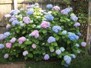 Nikko Blue Hydrangea   Ellen Dugan's Blog of Witchery: May 2012 Potted Plant Landscaping, Nikko Blue Hydrangea, Pruning Hydrangeas, Large Hydrangea, Bigleaf Hydrangea, Hydrangea Shrub, Hydrangea Arborescens, Hydrangea Macrophylla, Blue Or Pink