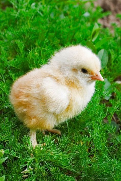 Baby Chicks Photography, Silly Chickens, Pollo Animal, Grass Picture, Pet Chickens Breeds, Chicken Aesthetic, Feeling Photos, Farm Animals Decor, Pet Chicken