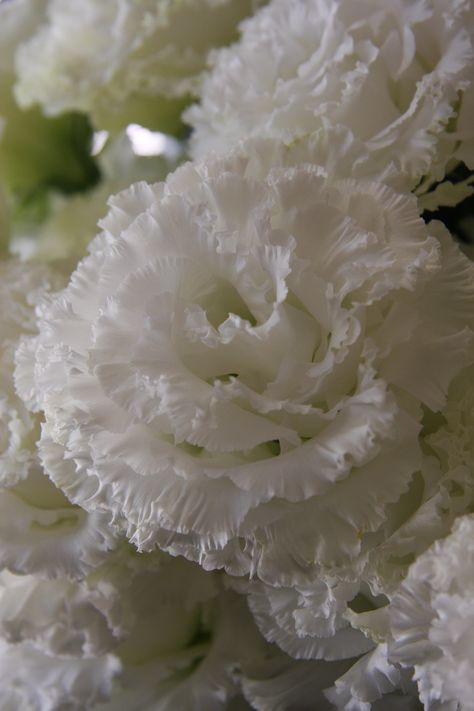 eustoma Corsage white White Eustoma, Hopetoun House, Purple Corsage, Corsage White, Flower Catalog, Wedding August, Wedding April, Flower Bucket, Flowers White